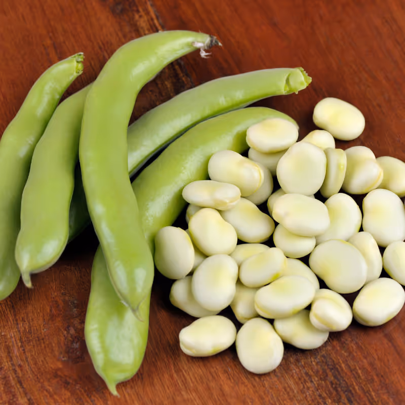 Aprovecho (Fava Beans)