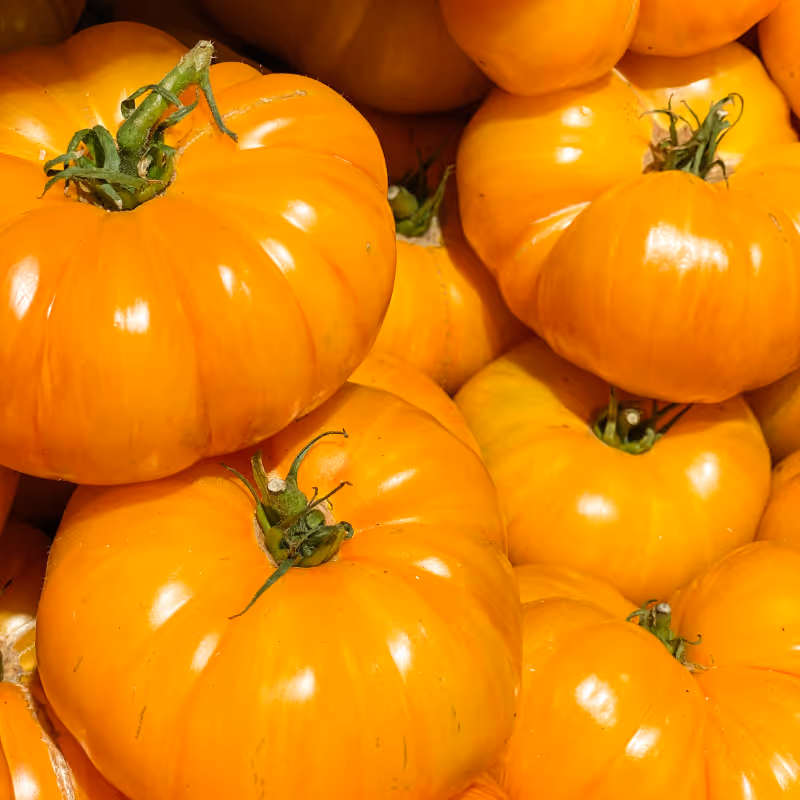 Orange Brandywine