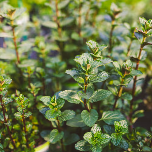Peppermint