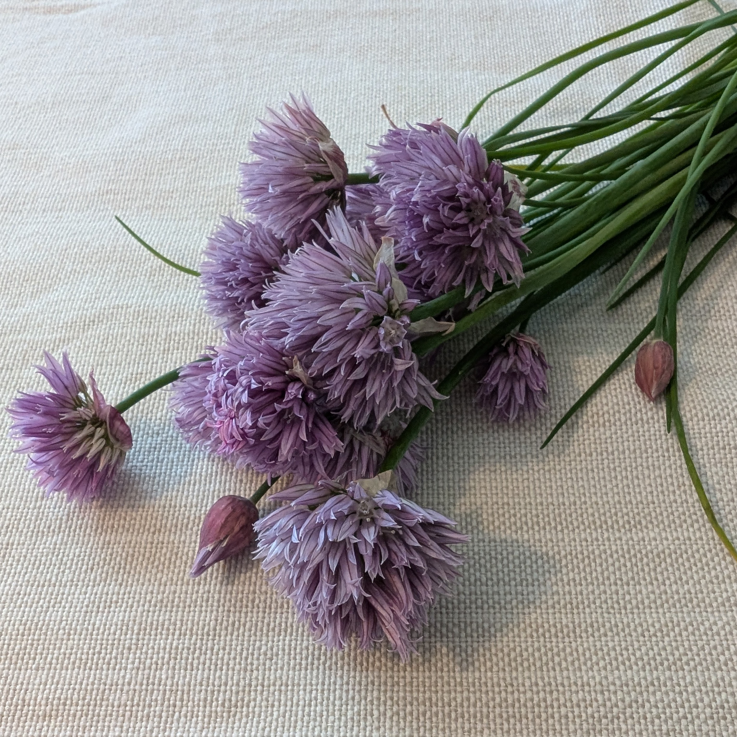 Chives