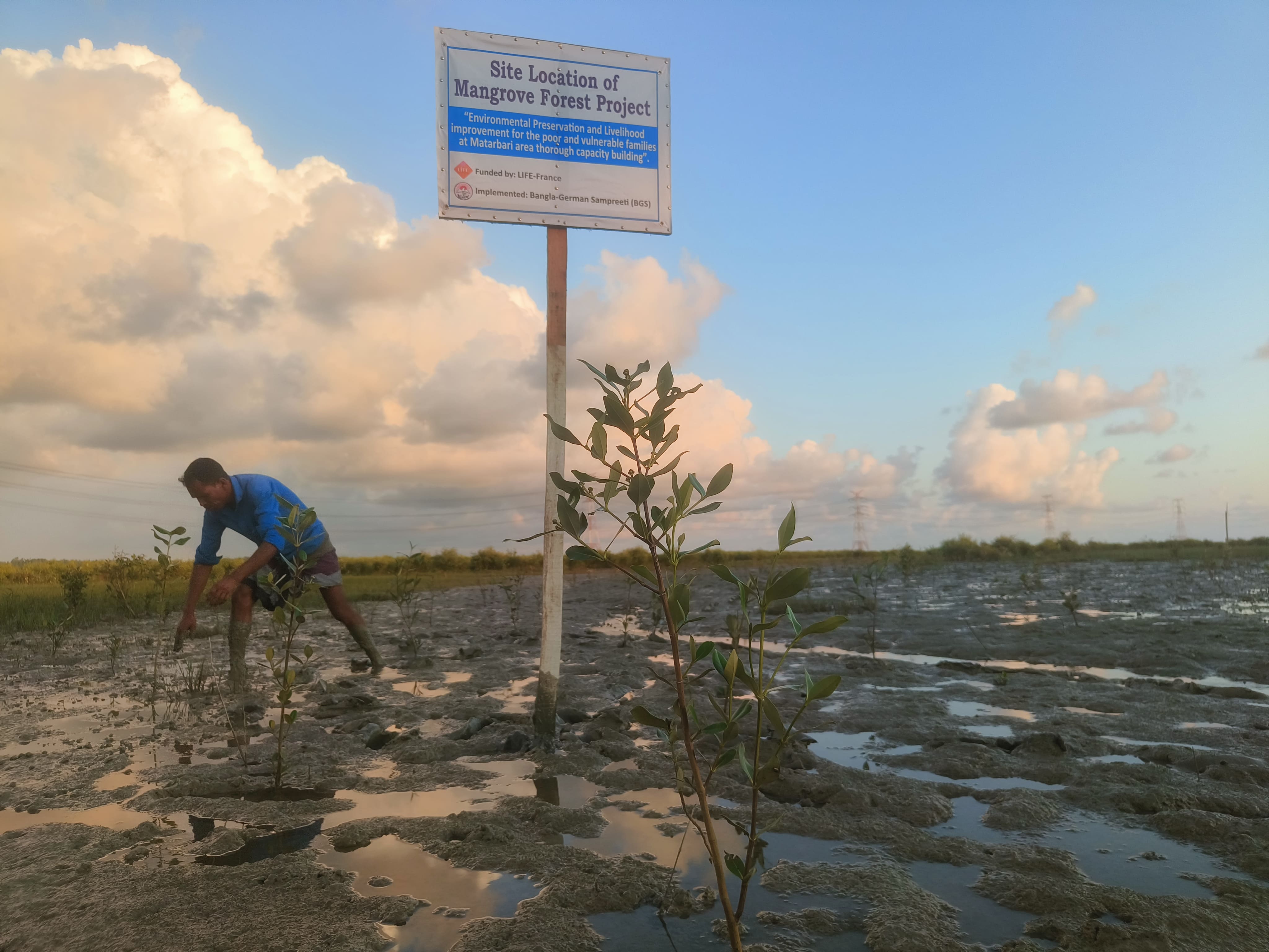 Plantation de mangroves pour la reforestation d'une zone au Bangladesh | LIFE