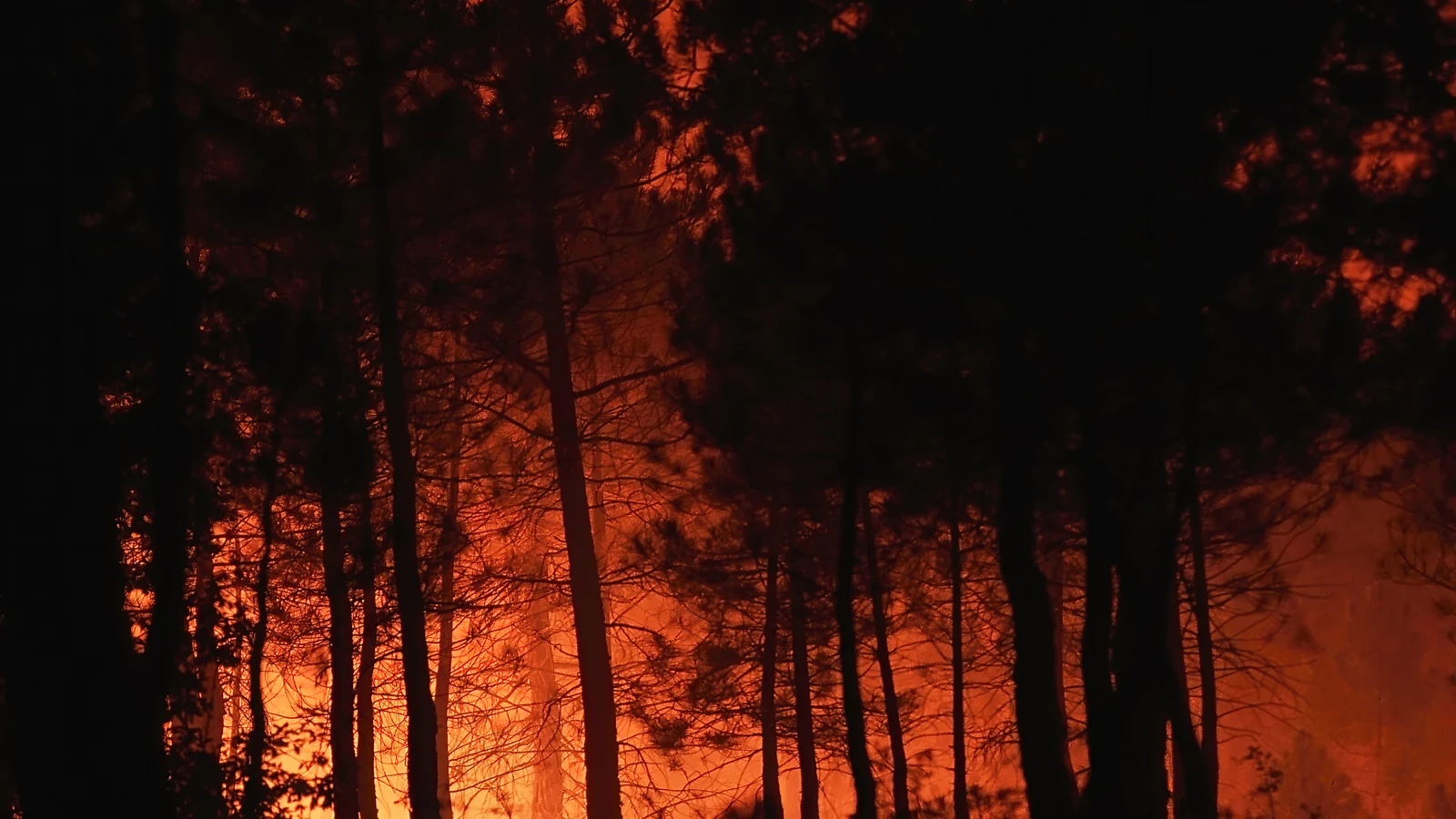 Forest fire at night, pine trunks silhouetted against the flame front — illustrative photo