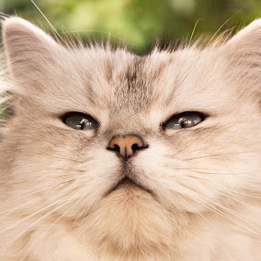 My profile picture image