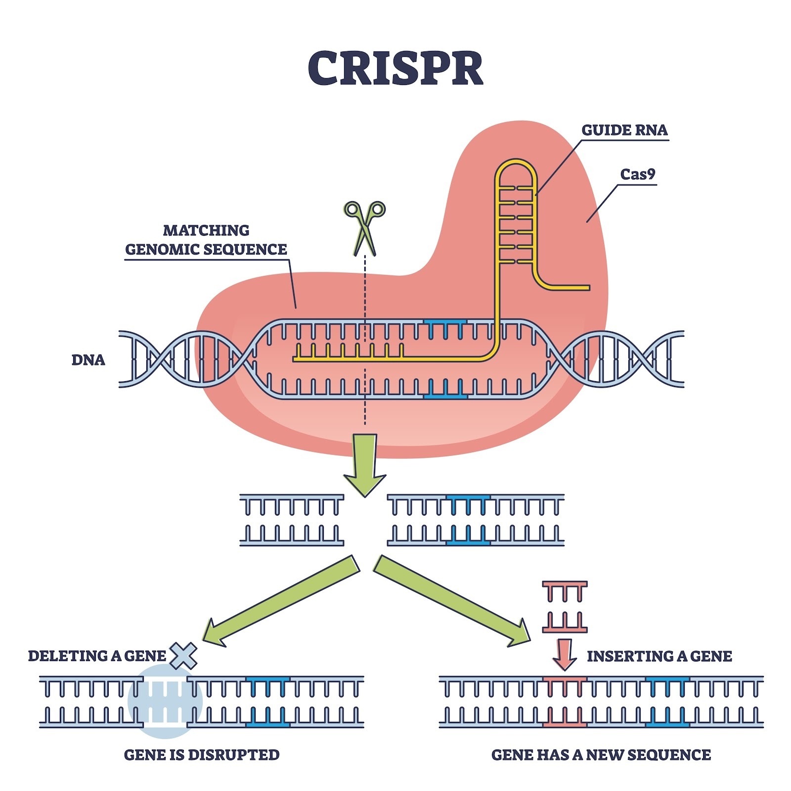 Image of CRISPR-Cas9 gene editing process on DNA