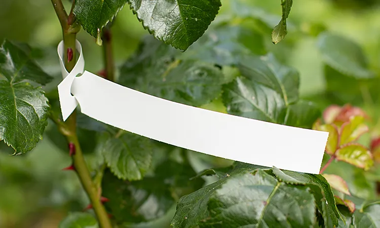 A plain white self tie or loop lock label designed and manufactured in the UK for on demand printing using a thermal transfer or laser printer, used by growers, nurseries and for horticulture