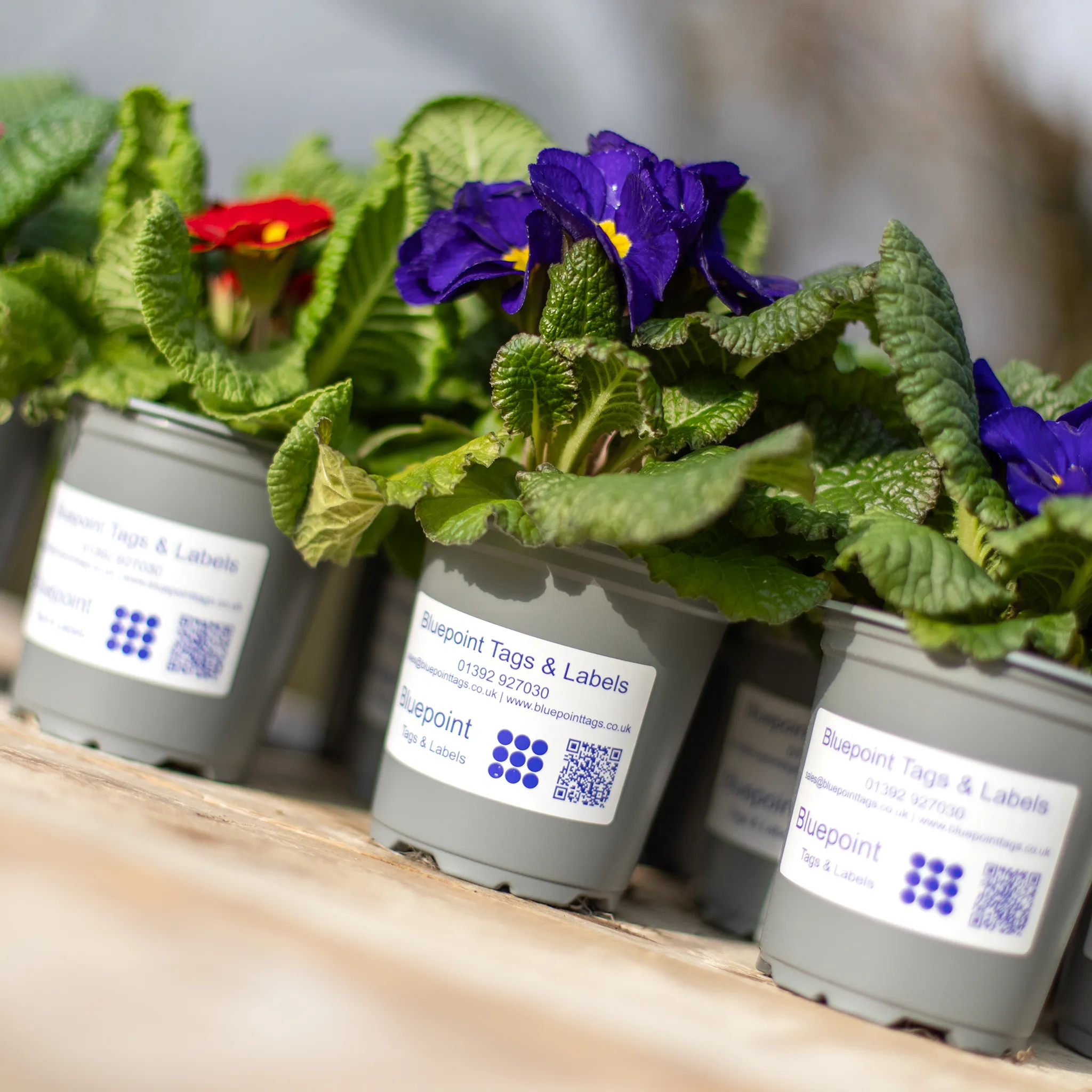 Thermal transfer labels on a roll for thermal transfer printing