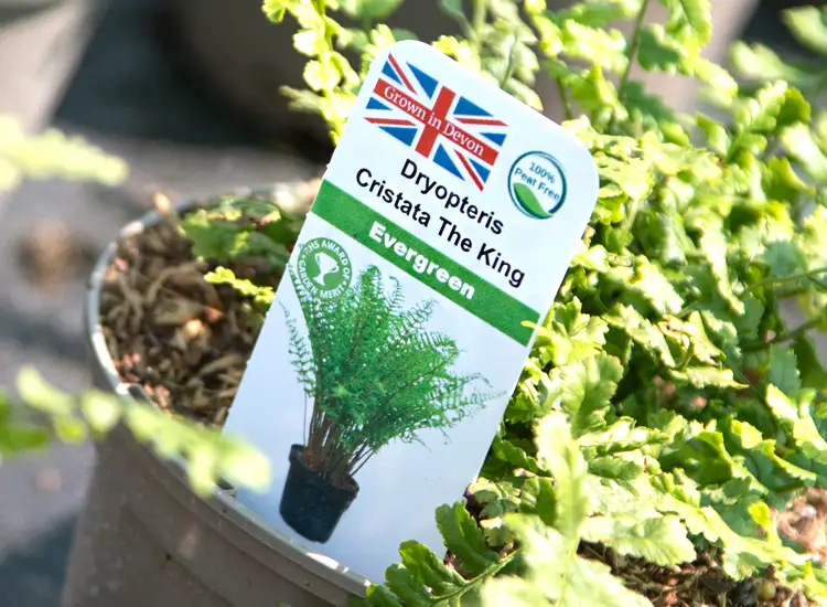 A tough and durable full colour laser printed plant stick in label for horticulture