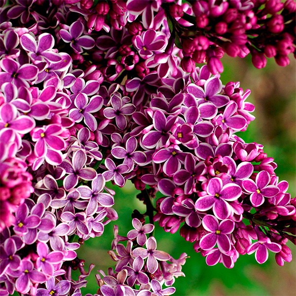 An image of a plant in full bloom to be used in a database for plant label printing