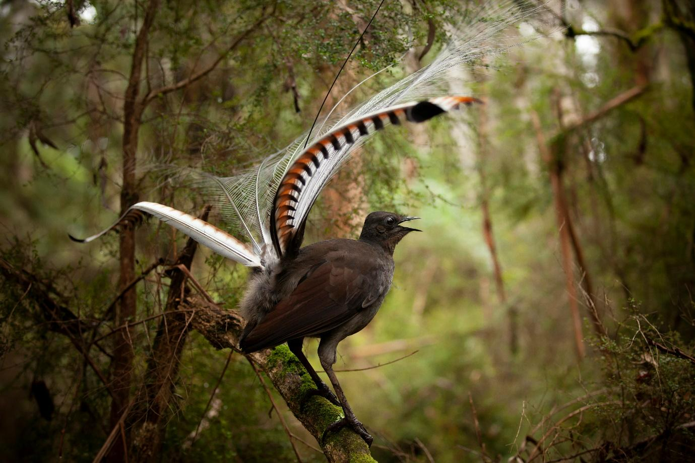 A bird with its wings spread outAI-generated content may be incorrect.