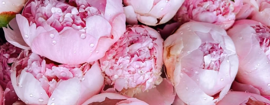 Pivoines roses