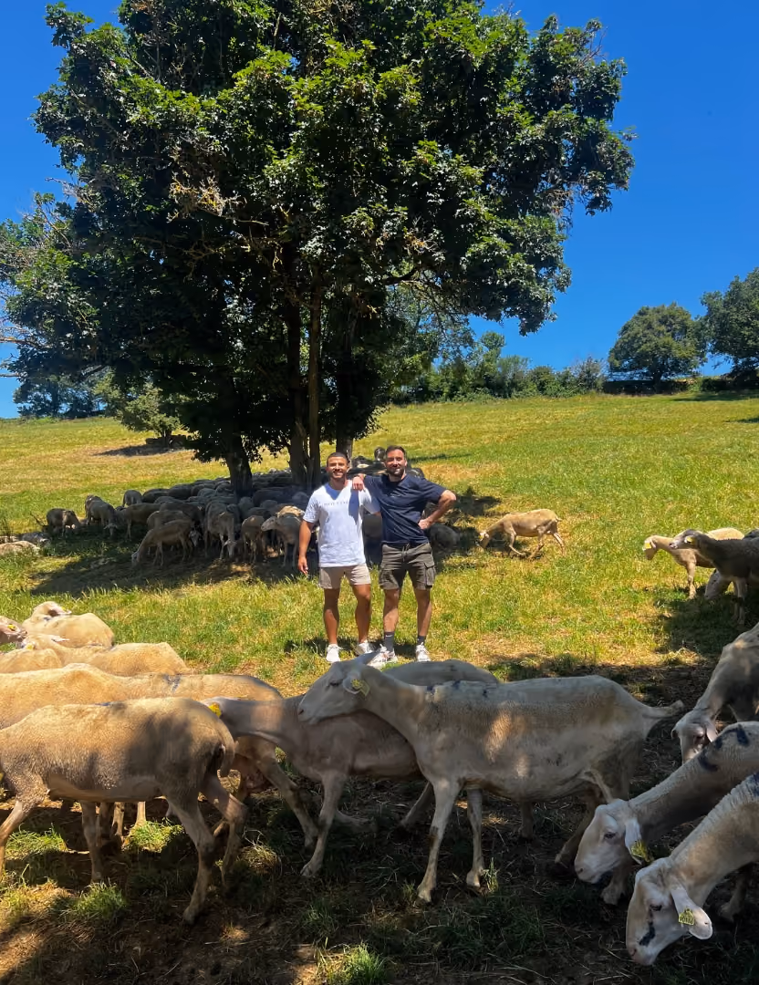 Tom Tarsiguel et Jorge Velandia dans un champ avec un troupeau de brebis