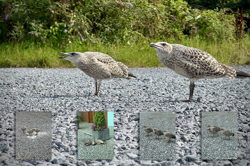 New Recruits at McKevitt King Architects – The Feathered Edition