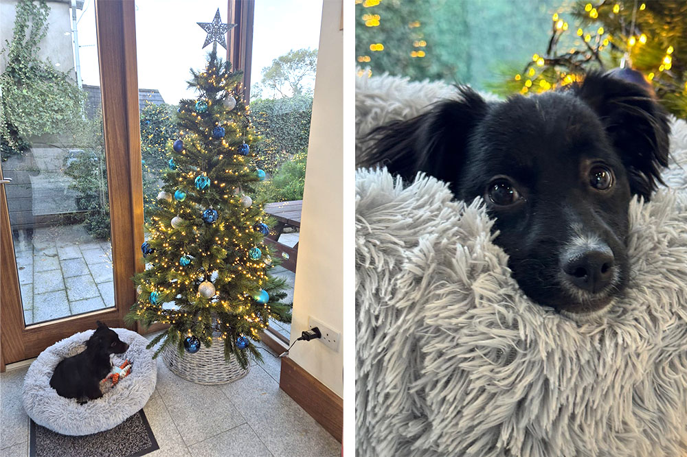 Willow comes to visit