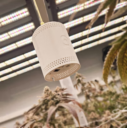 The Grow Sensor next to a flowering cannabis plant