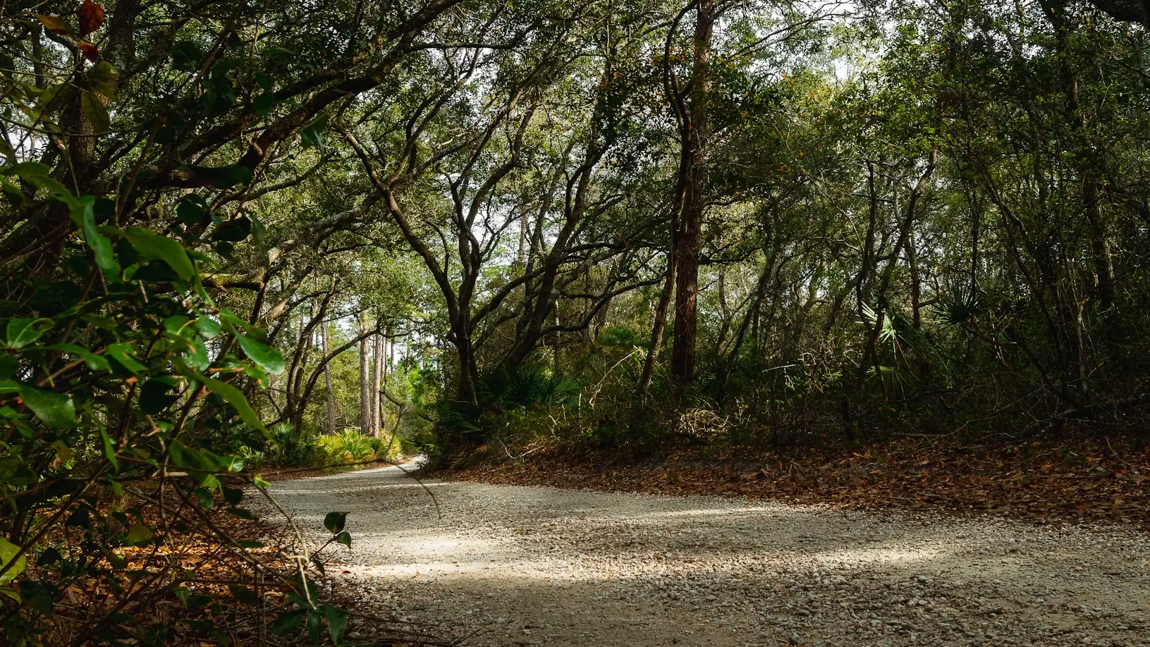 Dense Alabama forest with sunlight filtering through the trees, perfect for off-grid living