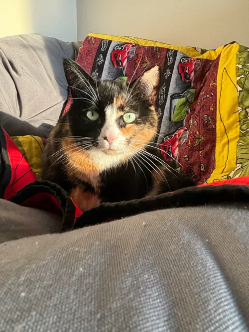 this is an image of my cat hazel
