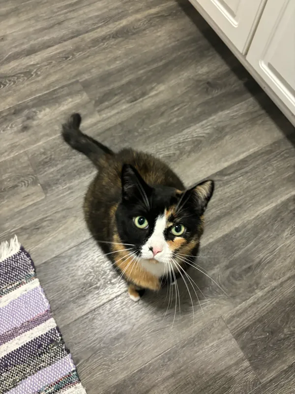 this is an image of my cat hazel