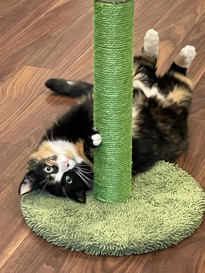 this is an image of my cat hazel