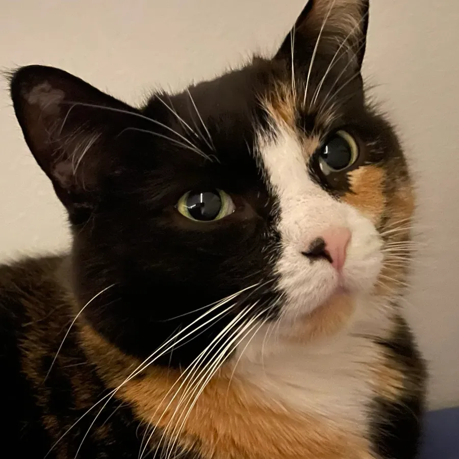 this is an image of my cat hazel