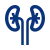 kidneys icon