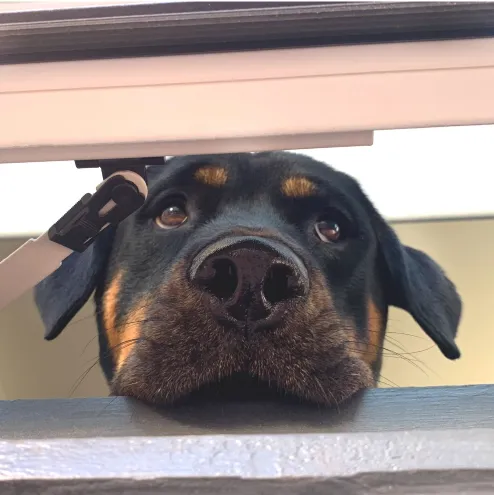 Close-up of a Rottweiler dog's face peeking through a gap under a door or window.