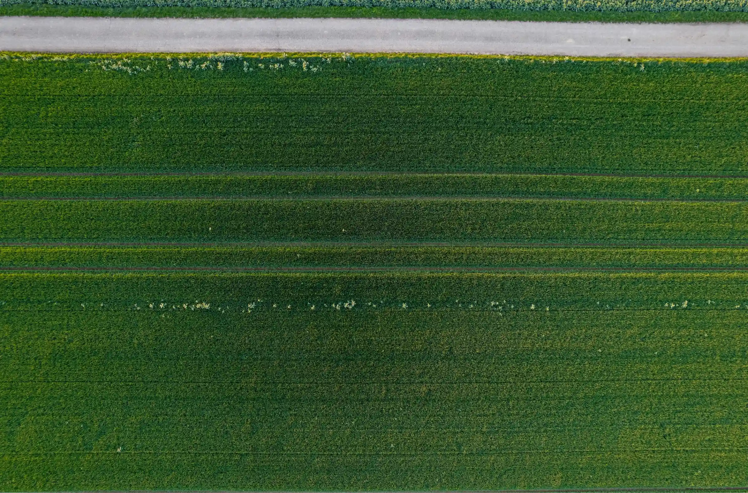 Aerial view of a green agricultural field with parallel crop rows and a dirt road above.