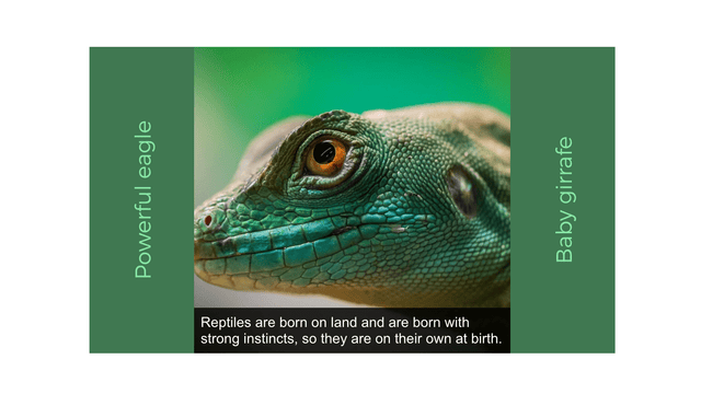 Widgetic (Accordion Gallery)