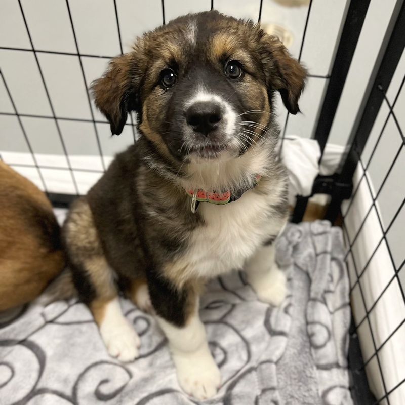 Princeton Cochrane and Area Humane Society