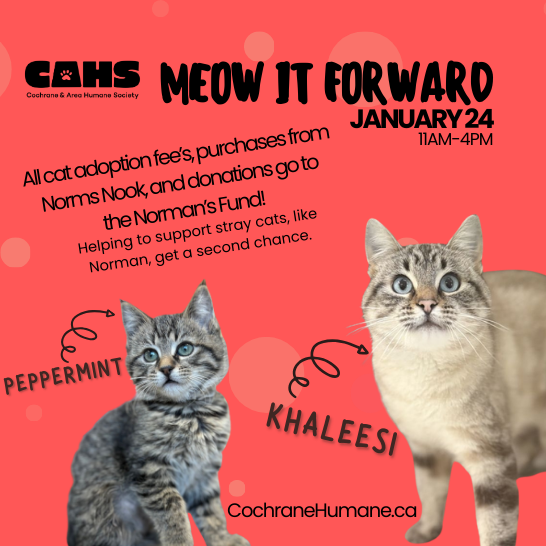 A dog and cat wearing santa hats, advertising for the Christmas Open House, December 6, 10-4.