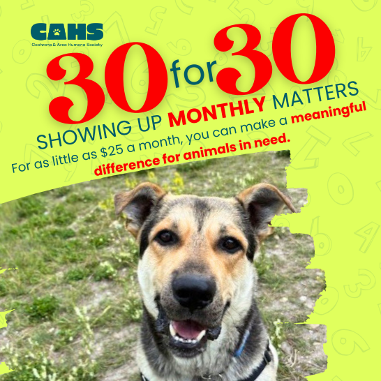 A dog and cat wearing santa hats, advertising for the Christmas Open House, December 6, 10-4.