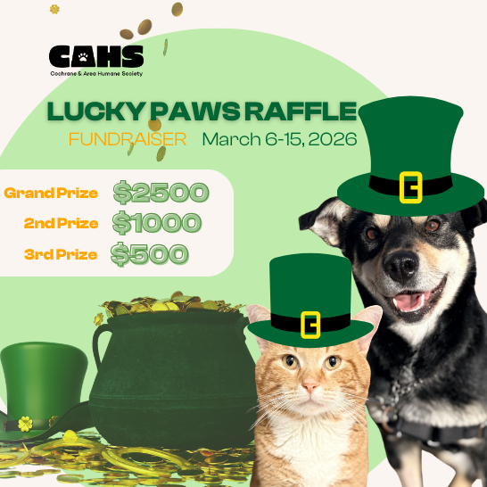 A dog and cat wearing santa hats, advertising for the Christmas Open House, December 6, 10-4.