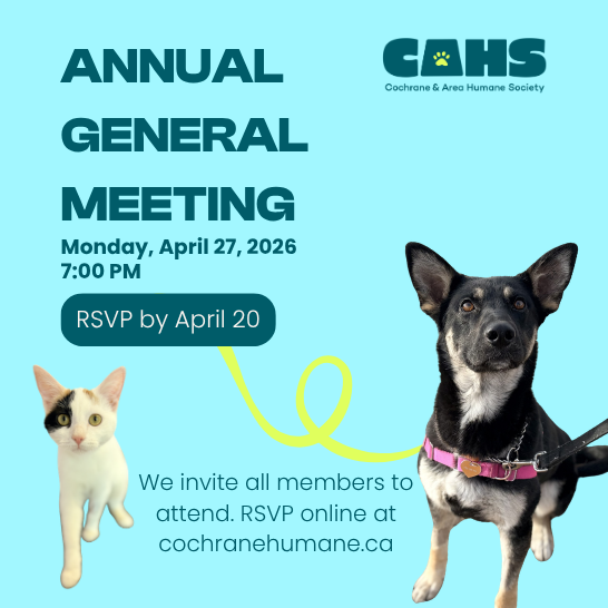 A dog and cat wearing santa hats, advertising for the Christmas Open House, December 6, 10-4.