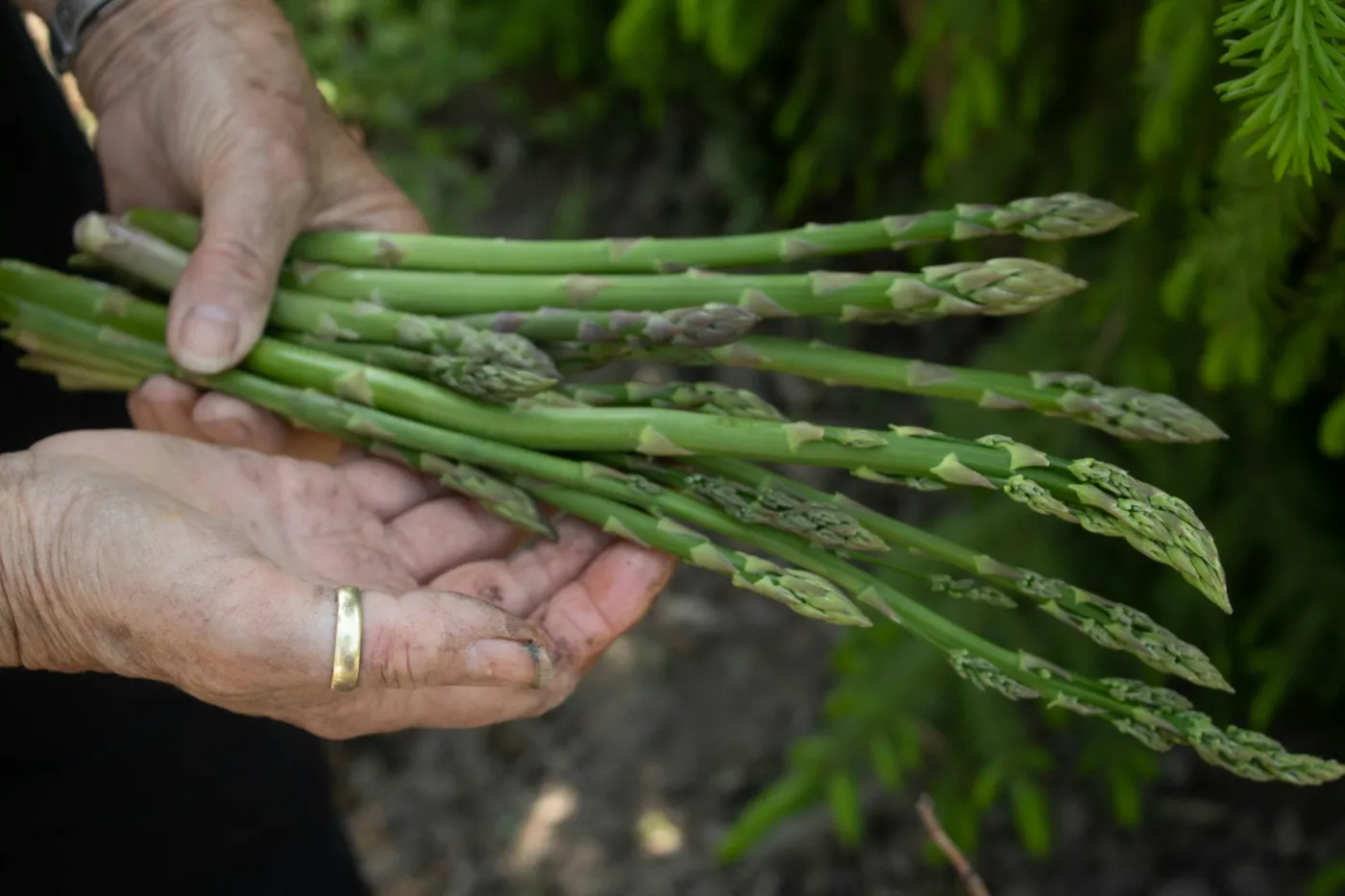 Asperges vertes fraîches — Marcel en Cuisine