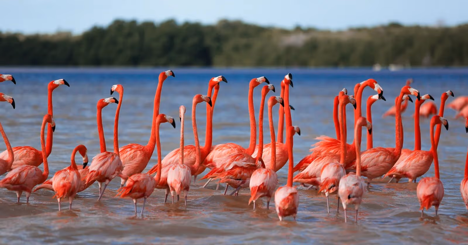 flamencos_rosados_celestun_yucatan_ecoturismo_rutopia