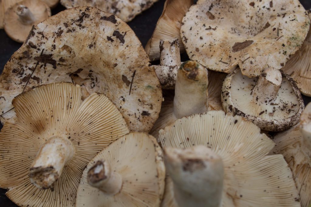 Hongos-mexico-1024x683
