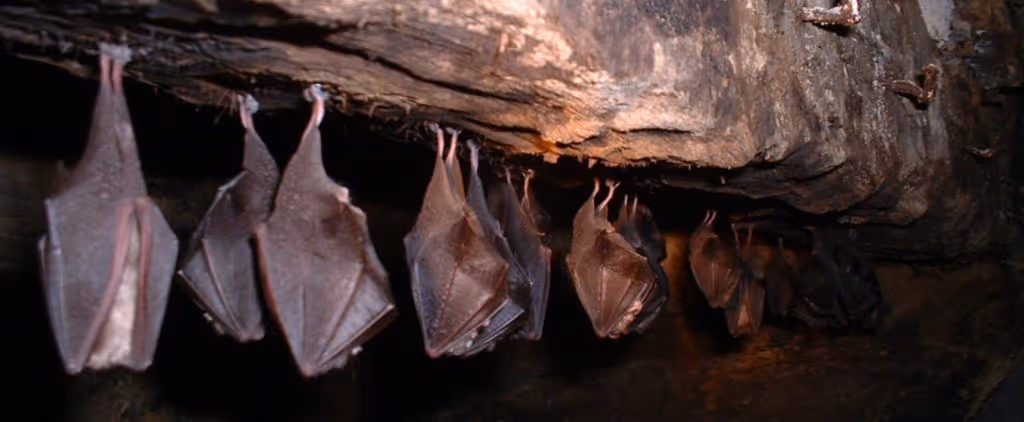 murcielago-oreja-de-embudo-cueva-de-las-serpientes-kantemo-rutopia-1024x422