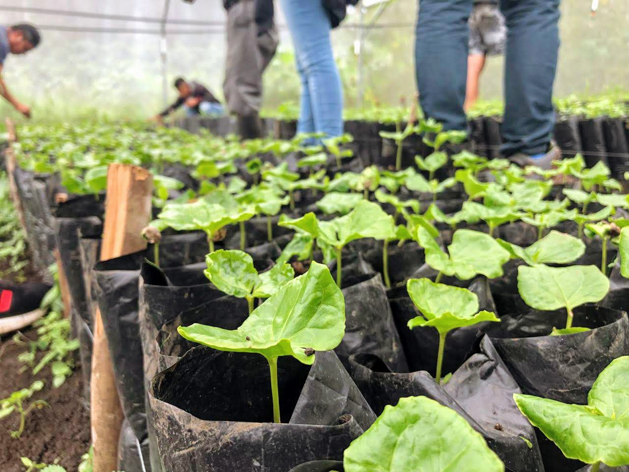 Rutopia-Chiapas-Tziscao-Lugar-Huerto-organico-2018-06-14-PHOTO-00000171