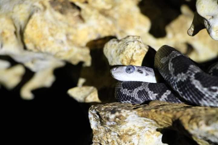 serpientes-colgantes-de-kantemo