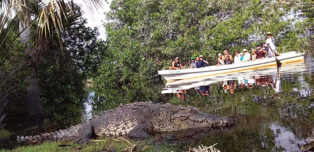 cocodrilo-la-ventanilla-mexico-rutopia