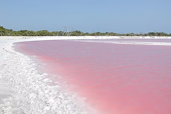 coloradas-gob-mexico-rosa