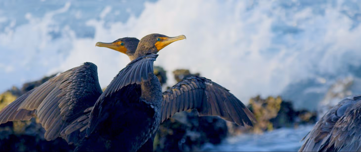 aves-mexico-rutopia-