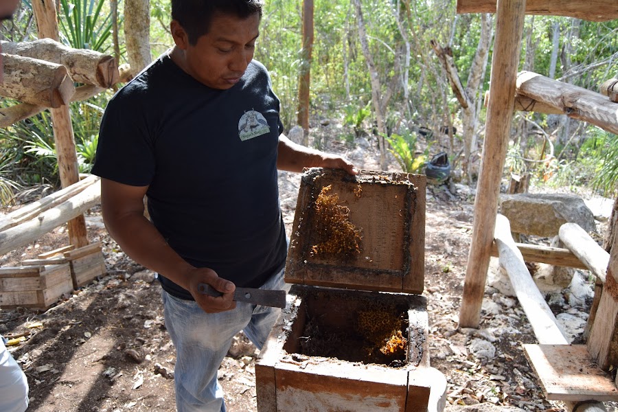 abeilles-producteur-local-mexique-rutopia