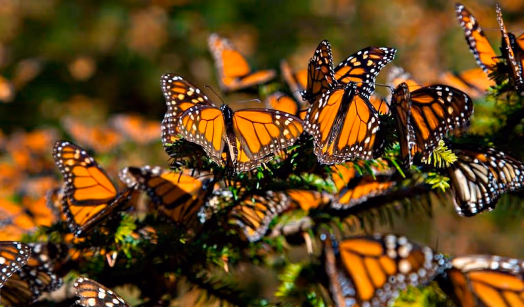 mariposas-monarca-gob-1-1024x600