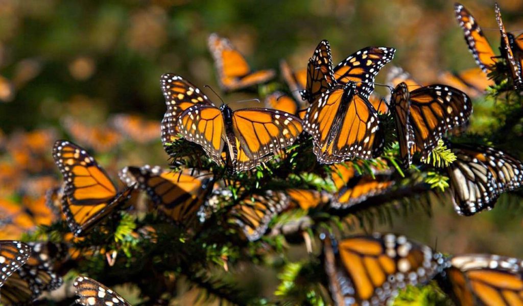 mariposas-monarca-gob-1-1024x600