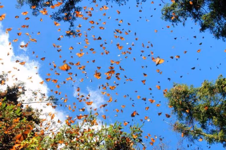 mariposas-vuelo-gob-1-768x512