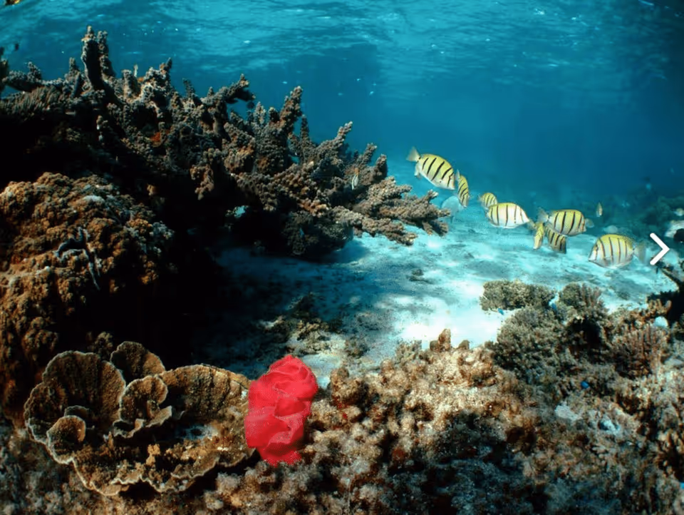 arrecife-corral-mexico-rutopia