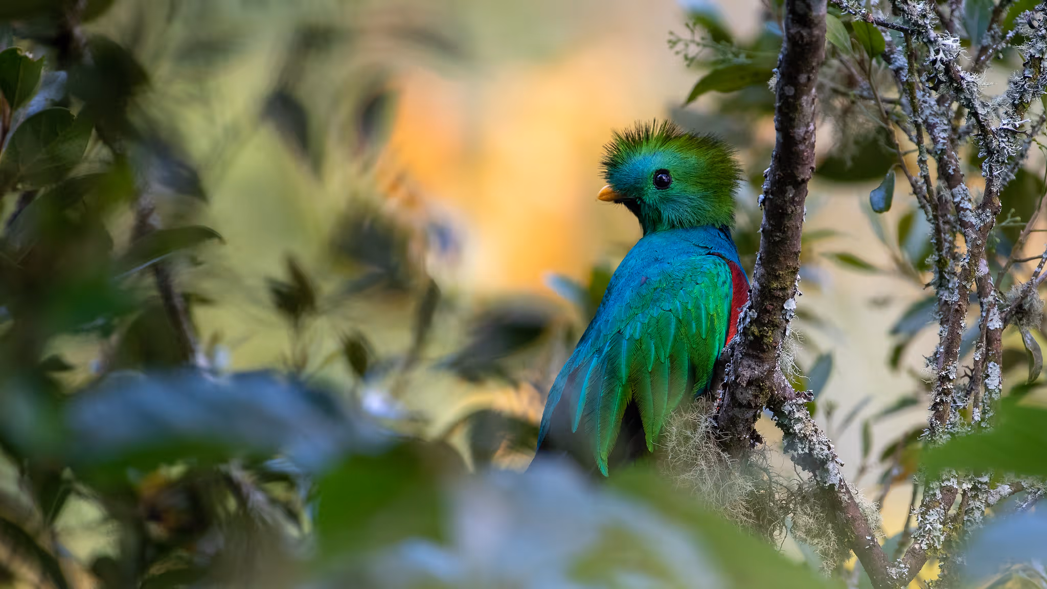 quetzal_el_triunfo_chipas_r_rutopia