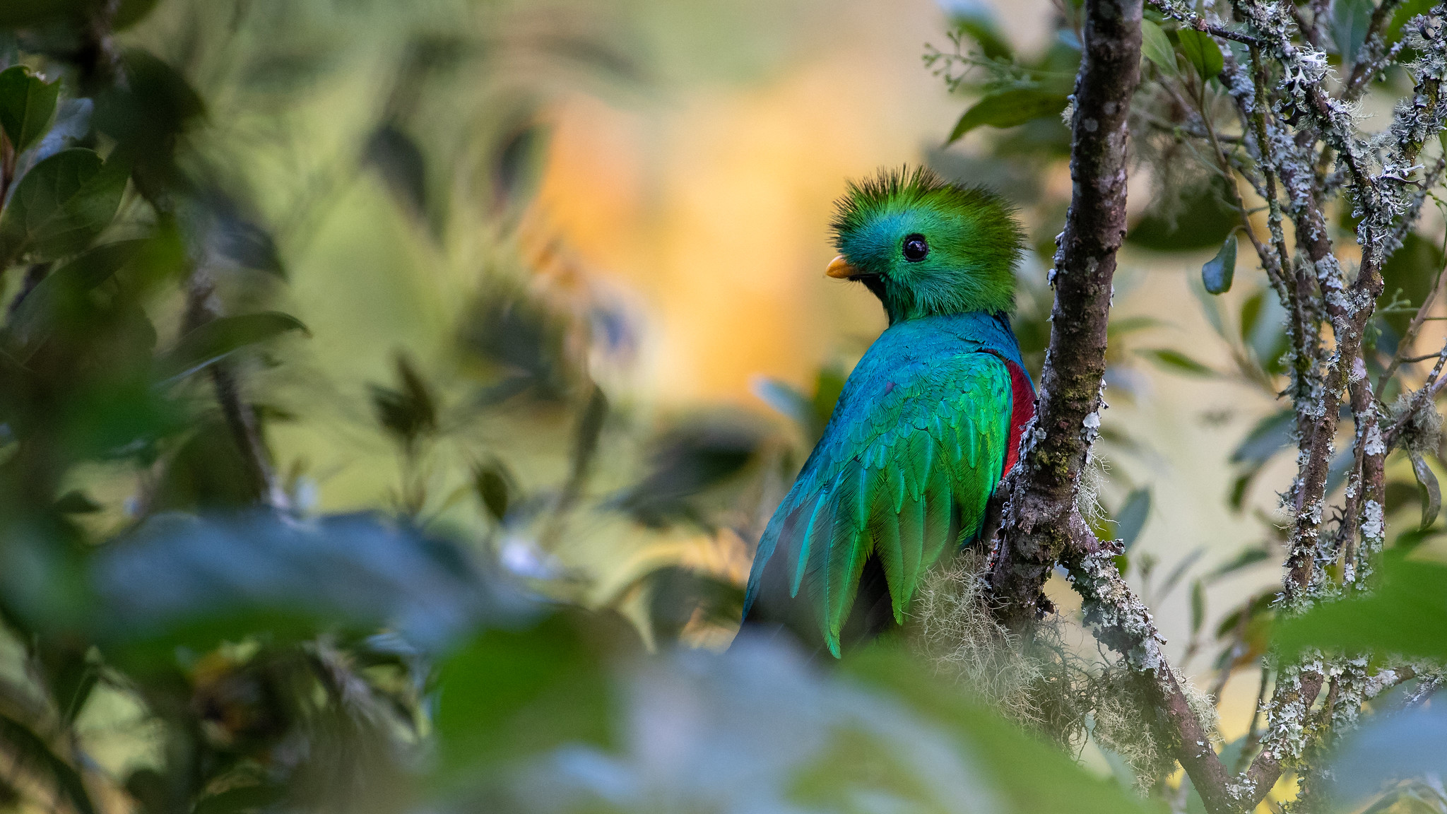 quetzal_el_triunfo_chipas_r_rutopia
