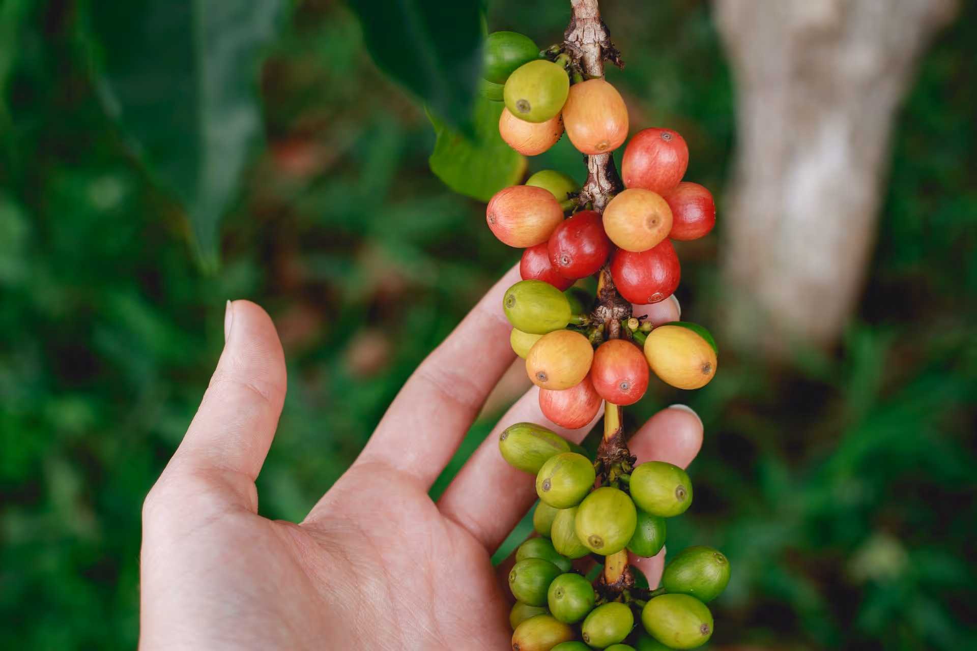 coffe-farm-rutopia