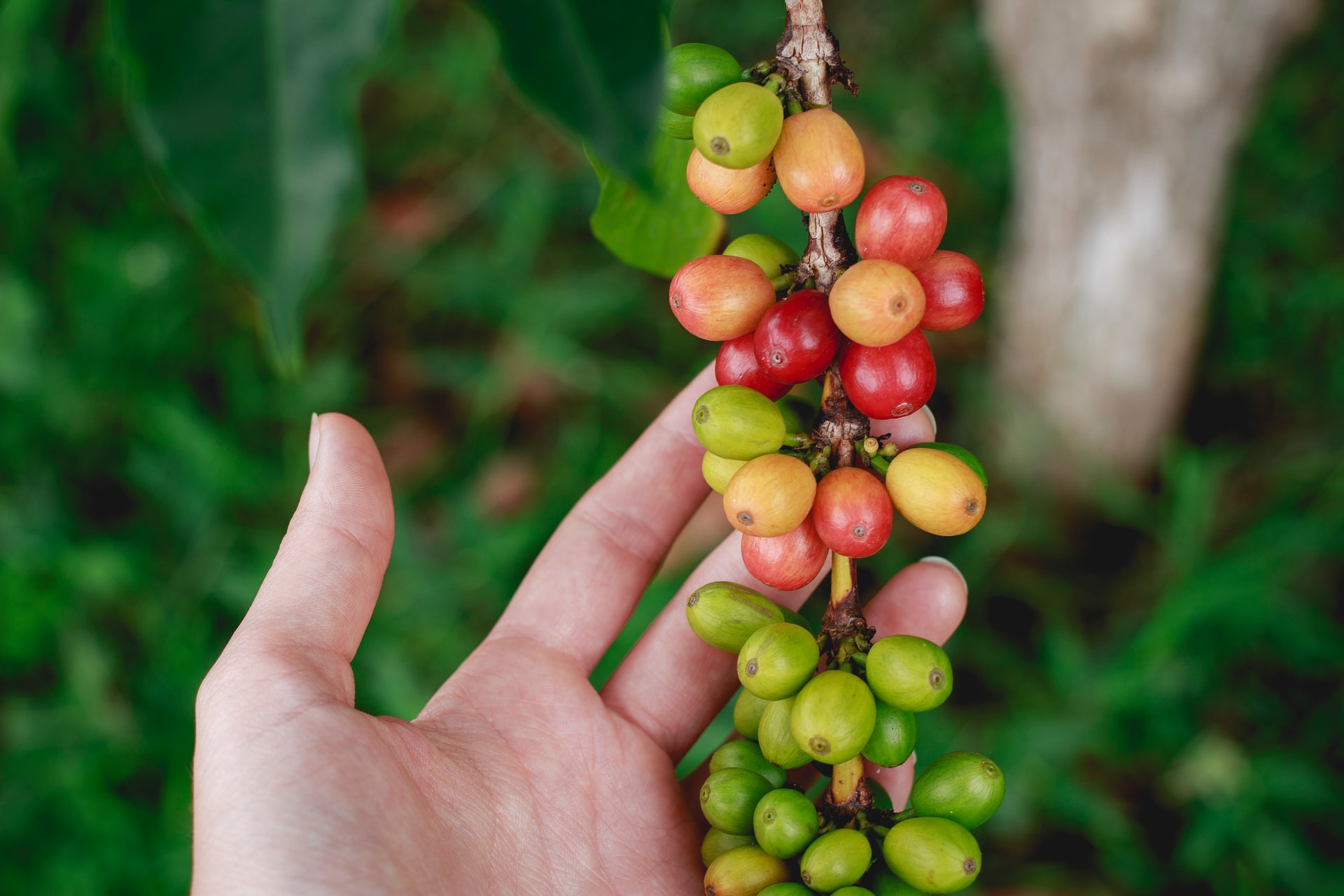 coffe-farm-rutopia